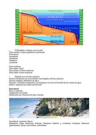 •        Profundidad y relación con la costa
Zona nerítica: Costa y plataforma continental
Zona litoral
supralitoral
mesolitoral
infralitoral
circalitoral

Zona oceánica
Zona batial: Talud
Zona abisal: Fondos oceánicos
Zona hadal: Fosas oceánicas

•      Relación con el fondo oceánico
Dominio bentónico; las comunidades viven ligadas al fondo oceánico
Dominio pelágico; Rodeados de agua
Plancton: movilidad es pequeña y se desplazan con los movimientos de las masas de agua
Necton: especies que nadan activamente

Zona litoral
Rica en especies
Oxigeneda e iluminada
Distribución por influencia de olas y mareas




Supralitoral: Líquenes, blanus
Mesolitoral: Algas bentónicas diversas, filtradores bibalvos y crustáceos cirrípedos, Moluscos
gasterópodos, peces, equinoideos, asteroideos
 