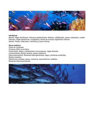 Infralitoral
Bentos. Algas bentónicas, moluscos gasterópodos, bibalvos, cefalópodos, peces, poliquetos, corales
Plancton: Algas plactónicas, crustáceos y larvas de muchos organismos marinos
Necton: Peces, calamares, mamíferos y aves marinas

Zona oceánica
Pobre en nutrientes
Primeros 200m zona fótica
Productores: Algas y cianobacteris microscópicas. Algas flotantes
Consumidores: placton diverso, peces oceánicos
Descomponedores: Bacterias fotoorganotrofas, algas y bacterias autótrofas,
Bentos oceánico
Detritívoros variados, peces, moluscos, equinodermos, anélidos...
Bacterias descomponedoras
 