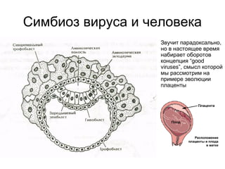 Симбиоз вируса и человека
Звучит парадоксально,
но в настоящее время
набирает оборотов
концепция “good
viruses”, смысл которой
мы рассмотрим на
примере эволюции
плаценты
 