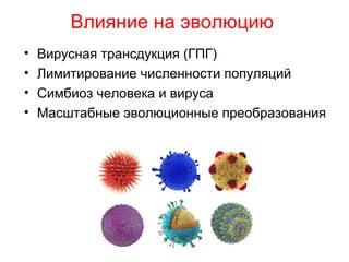 Влияние на эволюцию
• Вирусная трансдукция (ГПГ)
• Лимитирование численности популяций
• Симбиоз человека и вируса
• Масштабные эволюционные преобразования
 