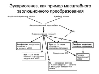 Эукариогенез, как пример масштабного
эволюционного преобразования
 