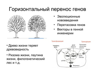 Горизонтальный перенос генов
• Эволюционные
нововведения
• Перетасовка генов
• Векторы в генной
инженерии
• Древо жизни теряет
древовидность
• Ризома жизни, паутина
жизни, филогенетический
лес и т.д.
 