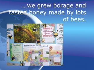 … we grew borage and tasted honey made by lots of bees. 