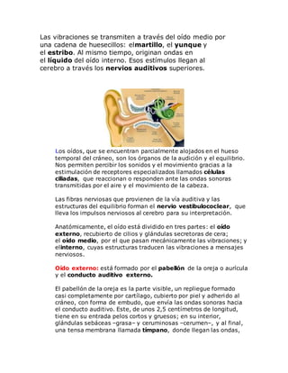 Las vibraciones se transmiten a través del oído medio por
una cadena de huesecillos: elmartillo, el yunque y
el estribo. Al mismo tiempo, originan ondas en
el líquido del oído interno. Esos estímulos llegan al
cerebro a través los nervios auditivos superiores.
Los oídos, que se encuentran parcialmente alojados en el hueso
temporal del cráneo, son los órganos de la audición y el equilibrio.
Nos permiten percibir los sonidos y el movimiento gracias a la
estimulación de receptores especializados llamados células
ciliadas, que reaccionan o responden ante las ondas sonoras
transmitidas por el aire y el movimiento de la cabeza.
Las fibras nerviosas que provienen de la vía auditiva y las
estructuras del equilibrio forman el nervio vestibulococlear, que
lleva los impulsos nerviosos al cerebro para su interpretación.
Anatómicamente, el oído está dividido en tres partes: el oído
externo, recubierto de cilios y glándulas secretoras de cera;
el oído medio, por el que pasan mecánicamente las vibraciones; y
elinterno, cuyas estructuras traducen las vibraciones a mensajes
nerviosos.
Oído externo: está formado por el pabellón de la oreja o aurícula
y el conducto auditivo externo.
El pabellón de la oreja es la parte visible, un repliegue formado
casi completamente por cartílago, cubierto por piel y adherido al
cráneo, con forma de embudo, que envía las ondas sonoras hacia
el conducto auditivo. Este, de unos 2,5 centímetros de longitud,
tiene en su entrada pelos cortos y gruesos; en su interior,
glándulas sebáceas –grasa– y ceruminosas –cerumen–, y al final,
una tensa membrana llamada tímpano, donde llegan las ondas,
 