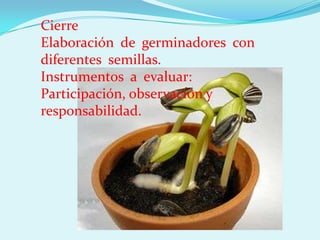 Cierre
Elaboración de germinadores con
diferentes semillas.
Instrumentos a evaluar:
Participación, observación y
responsabilidad.
 