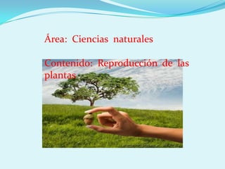 Área: Ciencias naturales

Contenido: Reproducción de las
plantas
 