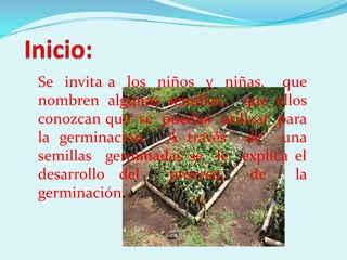 Se invita a los niños y niñas, que
nombren algunas semillas, que ellos
conozcan que se puedan utilizar para
la germinación. A través de una
semillas germinadas se le explica el
desarrollo del    proceso   de    la
germinación.
 