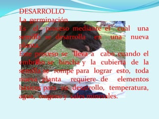 DESARROLLO
La germinación
Es el proceso mediante el cual una
semilla se desarrolla en una nueva
planta.
Este proceso se lleva a cabo cuando el
embrión se hincha y la cubierta de la
semilla se rompe para lograr esto, toda
nueva planta requiere de elementos
básicos para su desarrollo, temperatura,
agua, oxigeno y sales minerales.
 