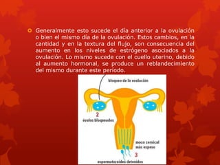  Generalmente esto sucede el día anterior a la ovulación
o bien el mismo día de la ovulación. Estos cambios, en la
cantidad y en la textura del flujo, son consecuencia del
aumento en los niveles de estrógeno asociados a la
ovulación. Lo mismo sucede con el cuello uterino, debido
al aumento hormonal, se produce un reblandecimiento
del mismo durante este período.
 
