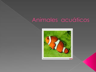 Animales  acuáticos  