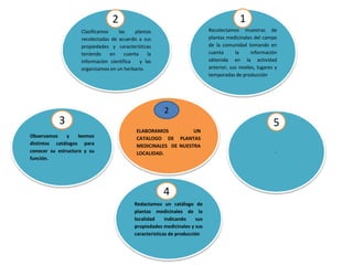 ELABORAMOS UN
CATALOGO DE PLANTAS
MEDICINALES DE NUESTRA
LOCALIDAD.
Recolectamos muestras de
plantas medicinales del campo
de la comunidad tomando en
cuenta la información
obtenida en la actividad
anterior, sus niveles, lugares y
temporadas de producción.
Clasificamos las plantas
recolectadas de acuerdo a sus
propiedades y características
teniendo en cuenta la
información científica y las
organizamos en un herbario.
Observamos y leemos
distintos catálogos para
conocer su estructura y su
función.
Redactamos un catálogo de
plantas medicinales de la
localidad indicando sus
propiedades medicinales y sus
características de producción
.
1
5
4
3
2
2
 
