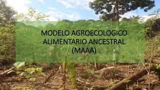 MODELO AGROECOLOGICO
ALIMENTARIO ANCESTRAL
(MAAA)
 