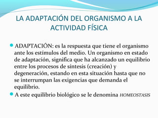 LA ADAPTACIÓN DEL ORGANISMO A LA
ACTIVIDAD FÍSICA
ADAPTACIÓN: es la respuesta que tiene el organismo
ante los estímulos del medio. Un organismo en estado
de adaptación, significa que ha alcanzado un equilibrio
entre los procesos de síntesis (creación) y
degeneración, estando en esta situación hasta que no
se interrumpan las exigencias que demanda el
equilibrio.
A este equilibrio biológico se le denomina HOMEOSTASIS
 