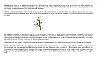 El tallo es la parte de la planta opuesta a la raíz. Generalmente, crece en sentido vertical hacia la luz del sol. A partir del tallo, se
desarrollan las ramas en donde nacerán las hojas, las flores y los frutos. Por el interior del tallo circula la savia, constituida por la
mezcla de agua y minerales que la planta absorbe del suelo.

El tallo principal es el tallo más importante de la planta. De él comienzan a salir los tallos secundarios. Los nudos son unos
engrosamientos situados en los tallos. A su altura es donde nacen las hojas. Las yemas tienen la función de realizar el crecimiento de
los tallos.




La hoja es una de las partes más importantes de los vegetales puesto que es la parte de la planta que está encargada de realizar la
fotosíntesis, así como la respiración y la transpiración vegetal. Una hoja consta del limbo que es la parte ancha de la hoja. En el limbo
se encuentran una serie de canales llamados nervios por donde circula la savia. La parte superior de la hoja la llamamos haz y a la
parte inferior envés. El borde o extremo de la hoja se llama margen.

El limbo se une a la rama a través de una especie de rabito que se llama pecíolo, aunque hay algunas hojas que carecen de pecíolo

Existen diferentes formas de hojas según la forma de los nervios, según si tienen o no pecíolo, según la forma del limbo, según como
es el margen, etc. Por ejemplo, llamamos hojas simples las que tienen un limbo sin partir o , aunque este limbo esté partido, las
divisiones no llegan hasta el nervio principal. Son hojas compuestas aquellas en las que el limbo está dividido en fragmentos que
llegan al nervio principal. Las hojas dentadas tienen el margen en forma de dientes mientras que las hojas enteras tienen el margen
liso.
 