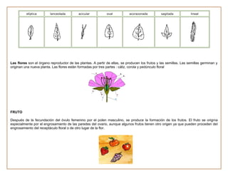 Planificaciones  de refuerzo