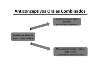 Anticonceptivos Orales Combinados
                        Orificio externo y canal
                                 cervical
                        permanecen cerrados



Cambios en el cérvix
y en el moco cervical



                        Moco cervical escaso, viscoso,
                                poca filancia
                         y ausencia de cristalización
 