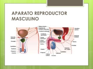 APARATO REPRODUCTOR
MASCULINO
 
