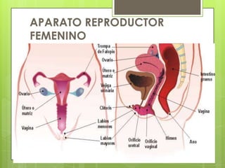 APARATO REPRODUCTOR
FEMENINO
 