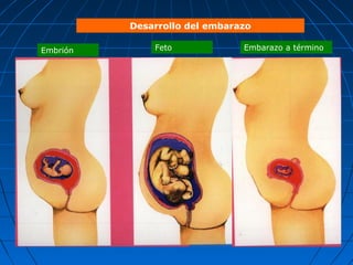 Desarrollo del embarazo

Embrión       Feto             Embarazo a término
 