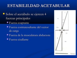EESSTTAABBIILLIILLDDAADD AACCEETTAABBUULLAARR 
 SSoobbrree eell aacceettáábbuulloo ssee eejjeerrcceenn 44 
ffuueerrzzaass pprriinncciippaalleess 
 FFuueerrzzaa ccooaappttaannttee 
 FFuueerrzzaa ccoonnttrraarreessuullttaannttee ddeell vveeccttoorr 
ddee ccaarrggaa 
 FFuueerrzzaa ddee llaa mmuussccuullaattuurraa aabbdduuccttoorraa 
 FFuueerrzzaa cciizzaallllaannttee 
 