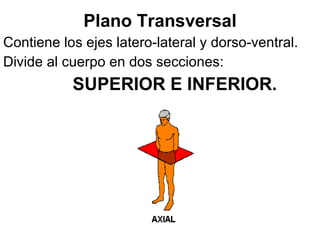 <ul><li>Plano Transversal </li></ul><ul><li>Contiene los ejes latero-lateral y dorso-ventral. </li></ul><ul><li>Divide al ...