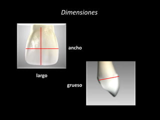 largo 
Dimensiones 
ancho 
grueso 
 