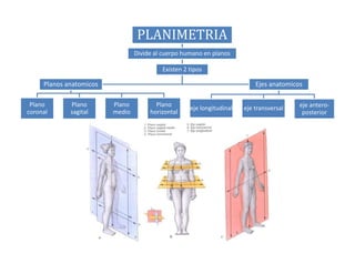 PLANIMETRIA
Divide al cuerpo humano en planos
Existen 2 tipos

Planos anatomicos
Plano
coronal

Plano
sagital

Ejes anatomicos
Plano
medio

Plano
horizontal

eje longitudinal

eje transversal

eje anteroposterior

 