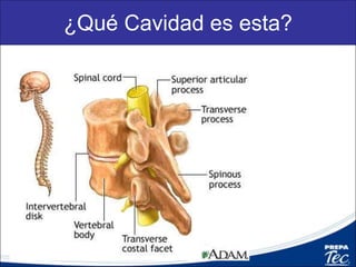 Órganos Cavidad
Dorsal
 