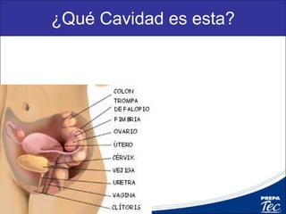 ¿Qué tipo de plano sigue este corte ?
 