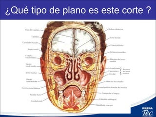 Extremidades
Extremidad
superior.
Extremidad
Inferior
 
