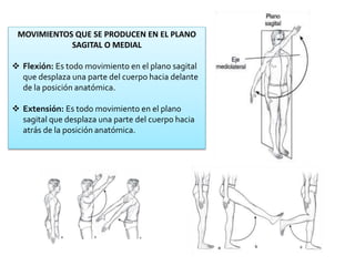 MOVIMIENTOS QUE SE PRODUCEN EN EL PLANO
SAGITAL O MEDIAL
 Flexión: Es todo movimiento en el plano sagital
que desplaza una parte del cuerpo hacia delante
de la posición anatómica.
 Extensión: Es todo movimiento en el plano
sagital que desplaza una parte del cuerpo hacia
atrás de la posición anatómica.
 