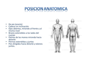 • De pie (erecto)
• Cabeza sin inclinación
• Ojos abiertos, mirando al frente y al
mismo nivel
• Brazos extendidos a los lados del
cuerpo
• Palmas de las manos mirando hacia
delante
• Piernas extendidas y juntas
• Pies dirigidos hacia delante y talones
juntos.
 