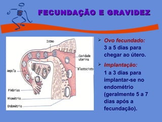 FECUNDAÇÃO E GRAVIDEZFECUNDAÇÃO E GRAVIDEZ
 Ovo fecundado:
3 a 5 dias para
chegar ao útero.
 Implantação:
1 a 3 dias para
implantar-se no
endométrio
(geralmente 5 a 7
dias após a
fecundação).
 