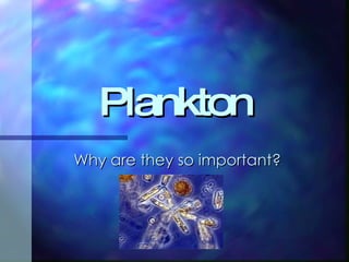 Plankton Why are they so important? 
