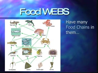 Food WEBS Have many  Food Chains  in them…  