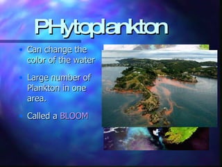 PHytoplankton Can change the color of the water Large number of Plankton in one area. Called a  BLOOM 