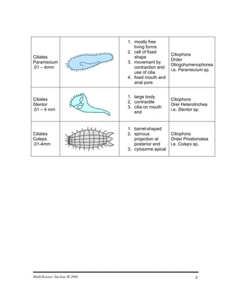 1. mostly free
                                 living forms
                              2. cell of fixed
                                                   Ciliophora
Ciliates                         shape
                                                   Order
Paramecium                    3. movement by
                                                   Oliogohymenophorea
.01 – 4mm                        contraction and
                                                   i.e. Paramecium sp
                                 use of cilia
                              4. fixed mouth and
                                 anal pore


                              1. large body
Ciliates                                           Ciliophora
                              2. contractile
Stentor                                            Orer Heterotrichea
                              3. cilia on mouth
.01 – 4 mm                                         i.e. Stentor sp.
                                 end


                              1. barrel-shaped
Ciliates                      2. spinous           Ciliophora
Coleps                           projection at     Order Prostomatea
.01-4mm                          posterior end     i.e. Coleps sp.
                              3. cytosome apical




Math/Science Nucleus © 2004                                    3
 