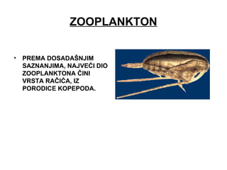 ZOOPLANKTON
• PREMA DOSADAŠNJIM
SAZNANJIMA, NAJVEĆI DIO
ZOOPLANKTONA ČINI
VRSTA RAČIĆA, IZ
PORODICE KOPEPODA.
 