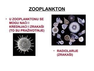 ZOOPLANKTON
• U ZOOPLANKTONU SE
MOGU NAĆI I
KREDNJACI I ZRAKAŠI
(TO SU PRAŽIVOTINJE)
• RADIOLARIJE
(ZRAKAŠI)
 
