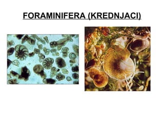 FORAMINIFERA (KREDNJACI)
 