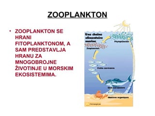 ZOOPLANKTON
• ZOOPLANKTON SE
HRANI
FITOPLANKTONOM, A
SAM PREDSTAVLJA
HRANU ZA
MNOGOBROJNE
ŽIVOTINJE U MORSKIM
EKOSISTEMIMA.
 
