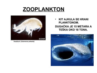 ZOOPLANKTON
• KIT AJKULA SE HRANI
PLANKTONOM.
DUGAČKA JE 15 METARA A
TEŠKA OKO 18 TONA.
 