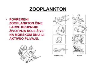 ZOOPLANKTON
• POVREMENI
ZOOPLANKTON ČINE
LARVE KRUPNIJIH
ŽIVOTINJA KOJE ŽIVE
NA MORSKOM DNU ILI
AKTIVNO PLIVAJU.
 