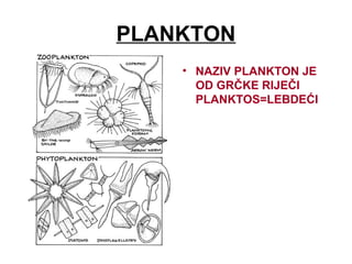 PLANKTON
• NAZIV PLANKTON JE
OD GRČKE RIJEČI
PLANKTOS=LEBDEĆI
 