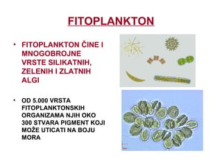 FITOPLANKTON
• FITOPLANKTON ČINE I
MNOGOBROJNE
VRSTE SILIKATNIH,
ZELENIH I ZLATNIH
ALGI
• OD 5.000 VRSTA
FITOPLANKTONSKIH
ORGANIZAMA NJIH OKO
300 STVARA PIGMENT KOJI
MOŽE UTICATI NA BOJU
MORA
 