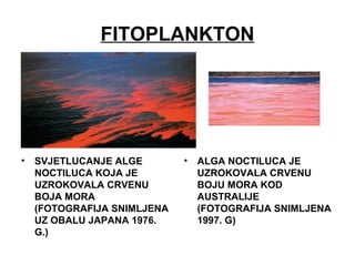 FITOPLANKTON
• SVJETLUCANJE ALGE
NOCTILUCA KOJA JE
UZROKOVALA CRVENU
BOJA MORA
(FOTOGRAFIJA SNIMLJENA
UZ OBALU JAPANA 1976.
G.)
• ALGA NOCTILUCA JE
UZROKOVALA CRVENU
BOJU MORA KOD
AUSTRALIJE
(FOTOGRAFIJA SNIMLJENA
1997. G)
 