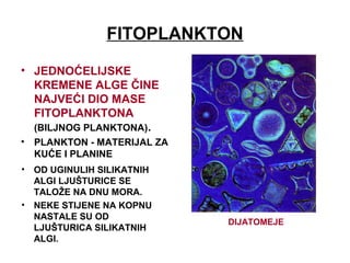 FITOPLANKTON
• JEDNOĆELIJSKE
KREMENE ALGE ČINE
NAJVEĆI DIO MASE
FITOPLANKTONA
(BILJNOG PLANKTONA).
• PLANKTON - MATERIJAL ZA
KUĆE I PLANINE
DIJATOMEJE
• OD UGINULIH SILIKATNIH
ALGI LJUŠTURICE SE
TALOŽE NA DNU MORA.
• NEKE STIJENE NA KOPNU
NASTALE SU OD
LJUŠTURICA SILIKATNIH
ALGI.
 