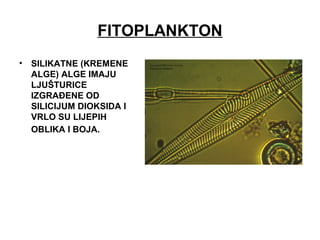 FITOPLANKTON
• SILIKATNE (KREMENE
ALGE) ALGE IMAJU
LJUŠTURICE
IZGRAĐENE OD
SILICIJUM DIOKSIDA I
VRLO SU LIJEPIH
OBLIKA I BOJA.
 