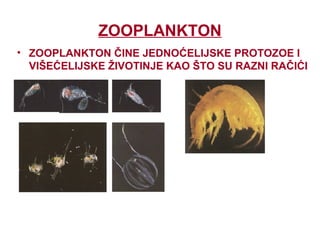 ZOOPLANKTON
• ZOOPLANKTON ČINE JEDNOĆELIJSKE PROTOZOE I
VIŠEĆELIJSKE ŽIVOTINJE KAO ŠTO SU RAZNI RAČIĆI
 