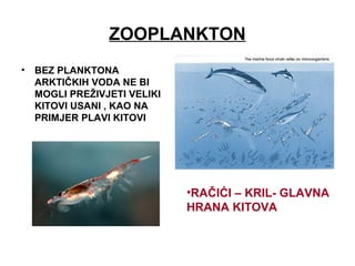 ZOOPLANKTON
• BEZ PLANKTONA
ARKTIČKIH VODA NE BI
MOGLI PREŽIVJETI VELIKI
KITOVI USANI , KAO NA
PRIMJER PLAVI KITOVI
•RAČIĆI – KRIL- GLAVNA
HRANA KITOVA
 